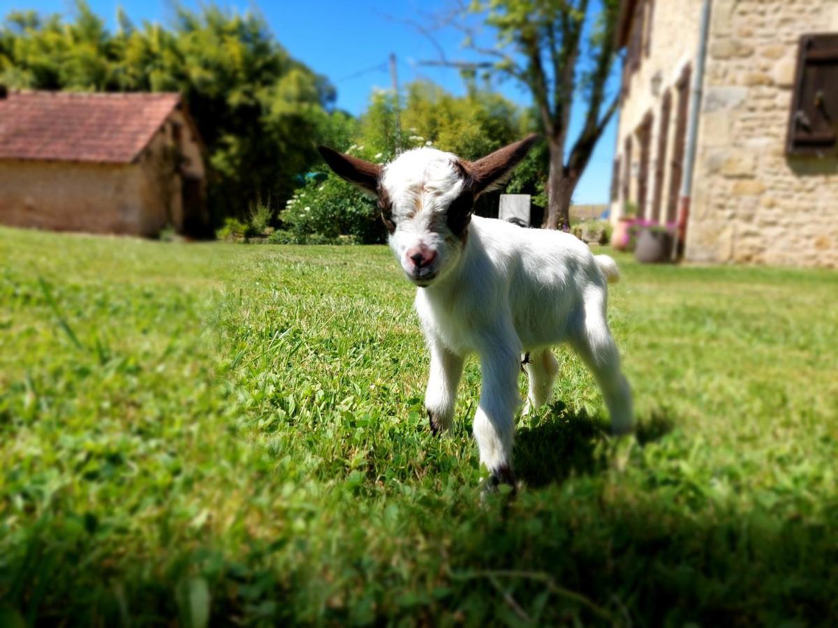 Ferme Des Petites Oreilles 4 Etoiles Montignac-Lascaux Ngoại thất bức ảnh