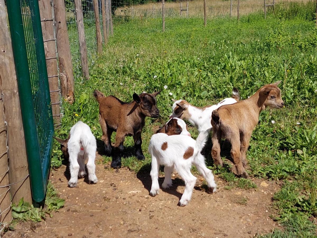 Ferme Des Petites Oreilles 4 Etoiles Montignac-Lascaux Ngoại thất bức ảnh
