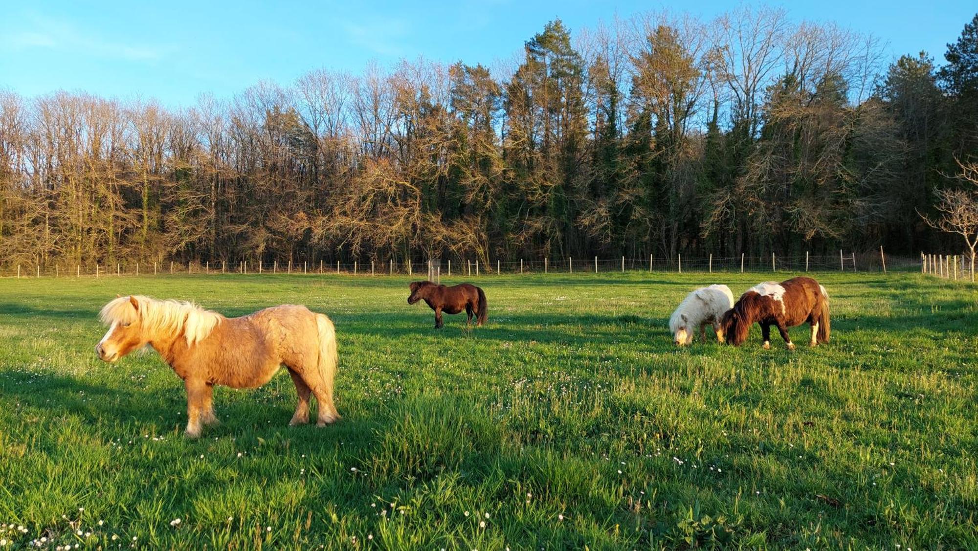Ferme Des Petites Oreilles 4 Etoiles Montignac-Lascaux Ngoại thất bức ảnh