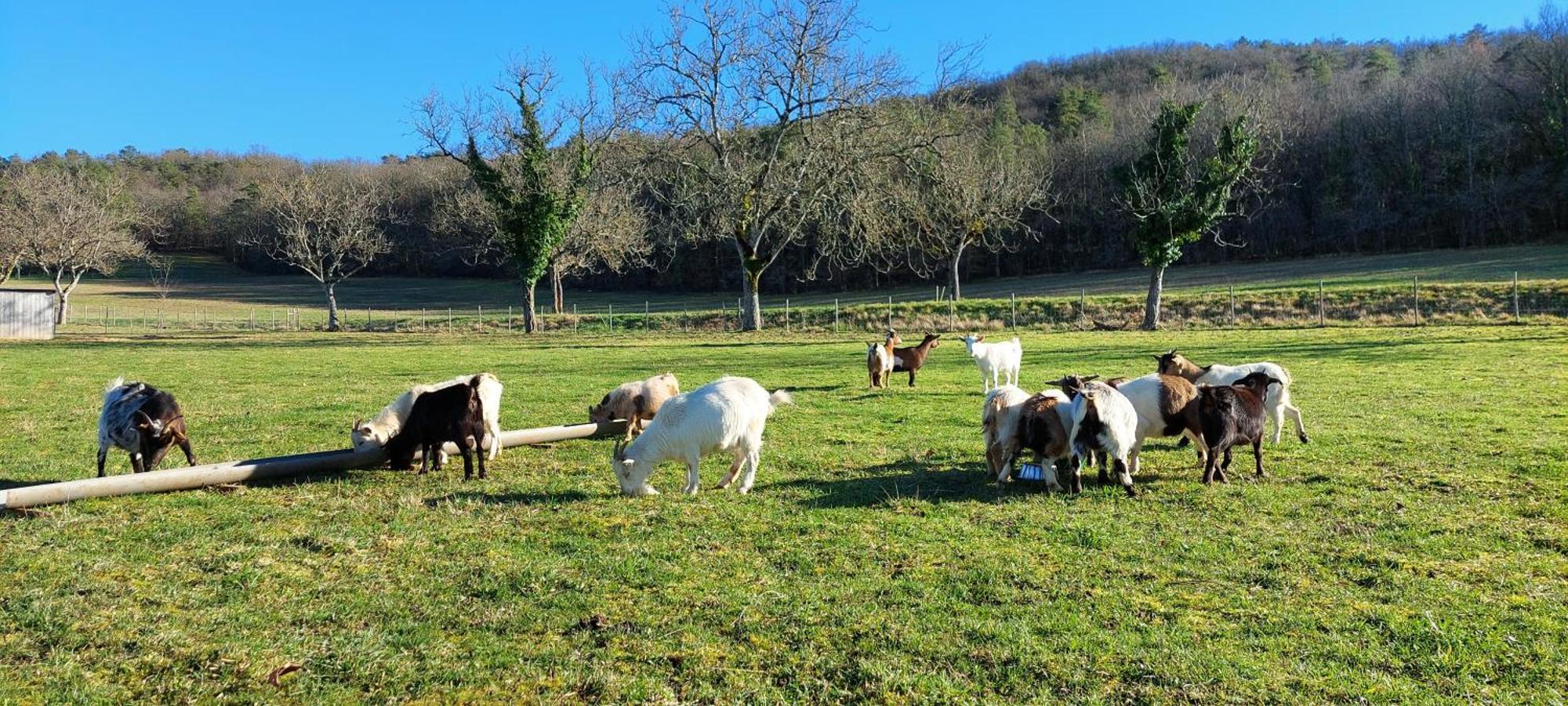 Ferme Des Petites Oreilles 4 Etoiles Montignac-Lascaux Ngoại thất bức ảnh