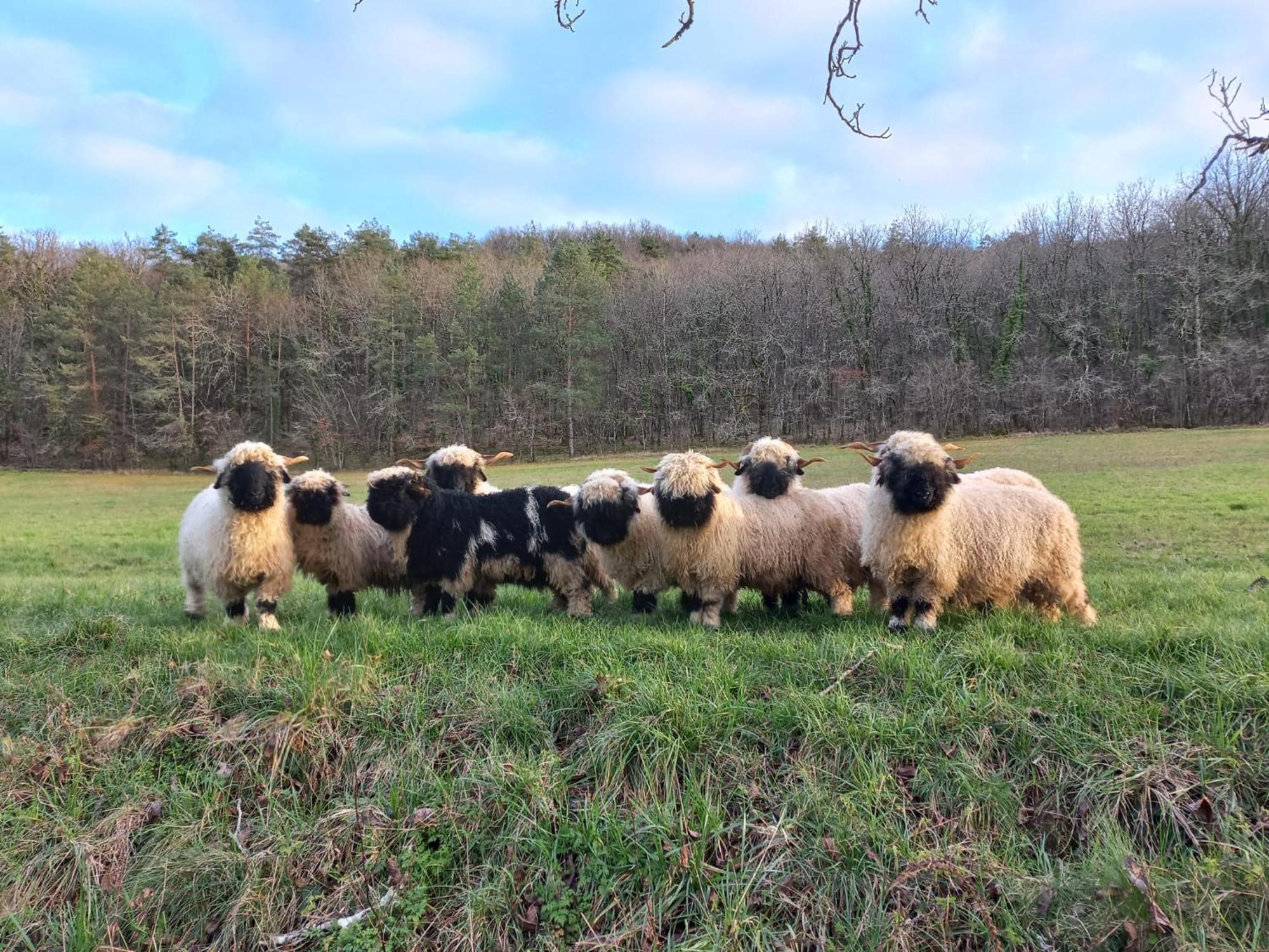 Ferme Des Petites Oreilles 4 Etoiles Montignac-Lascaux Ngoại thất bức ảnh