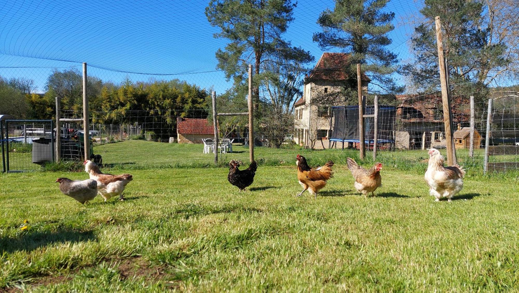 Ferme Des Petites Oreilles 4 Etoiles Montignac-Lascaux Ngoại thất bức ảnh